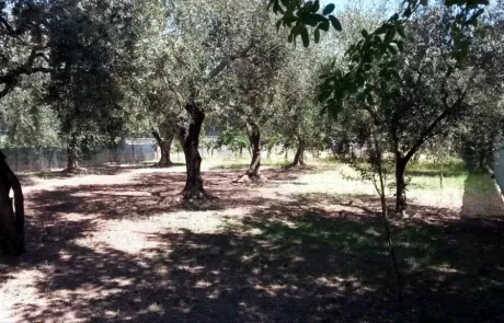 Parco degli Ulivi