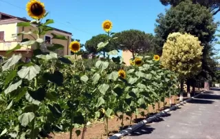 Viale