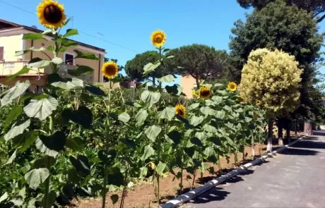 Viale