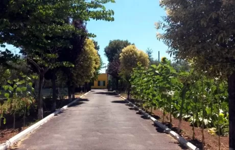 Viale