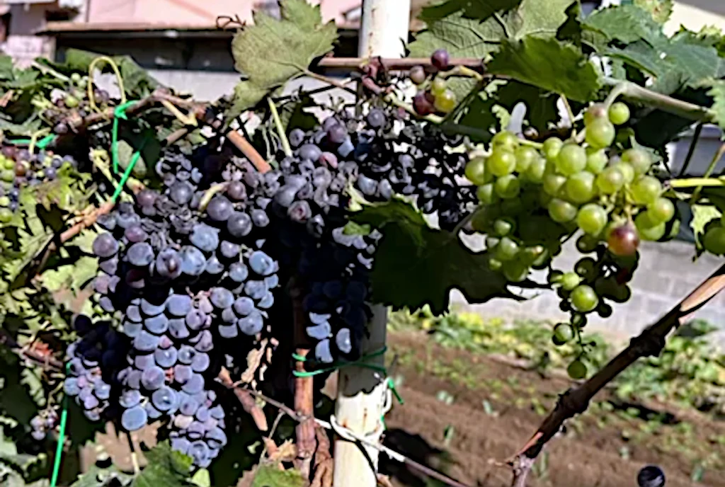 Vendemmia